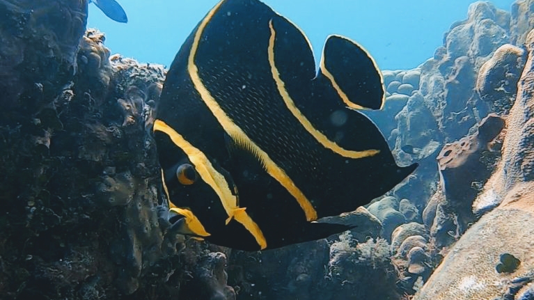 Grand Bay Of The Sea , Dive Center