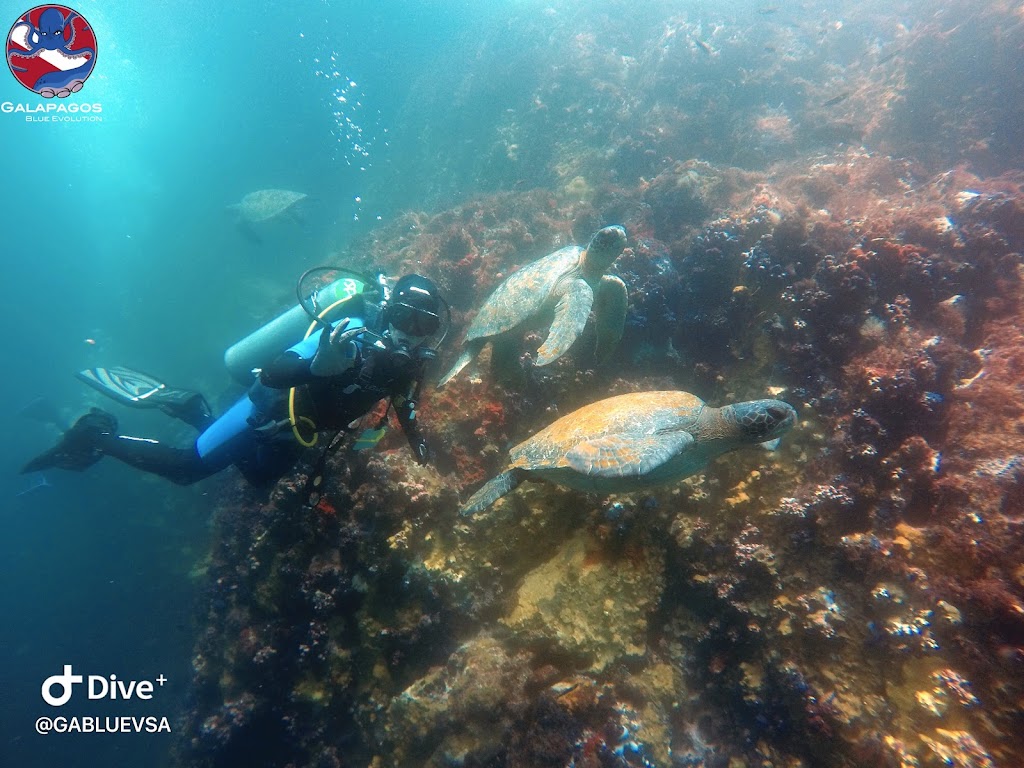 Galapagos Below