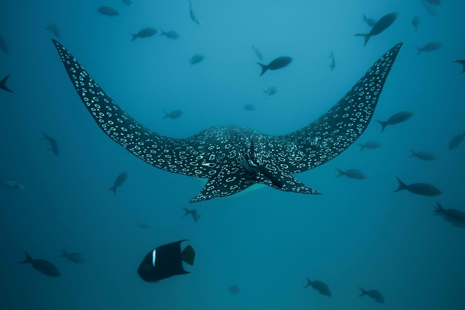 Galapagos Dive And Surf