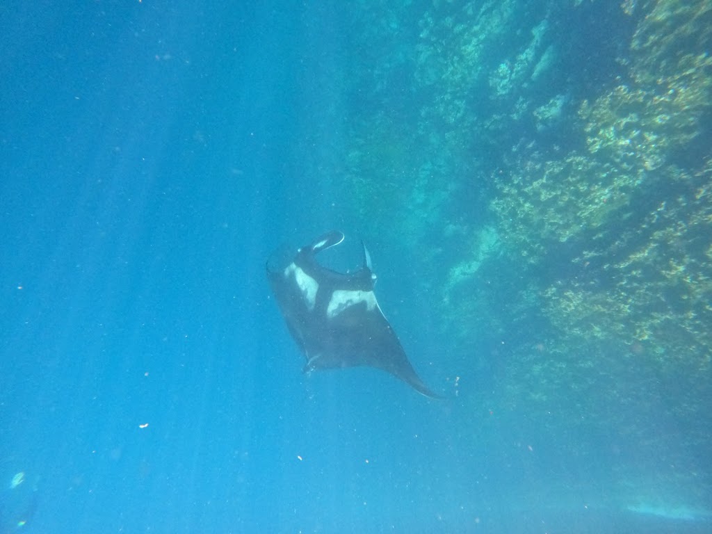 Whale Shark Dive Center