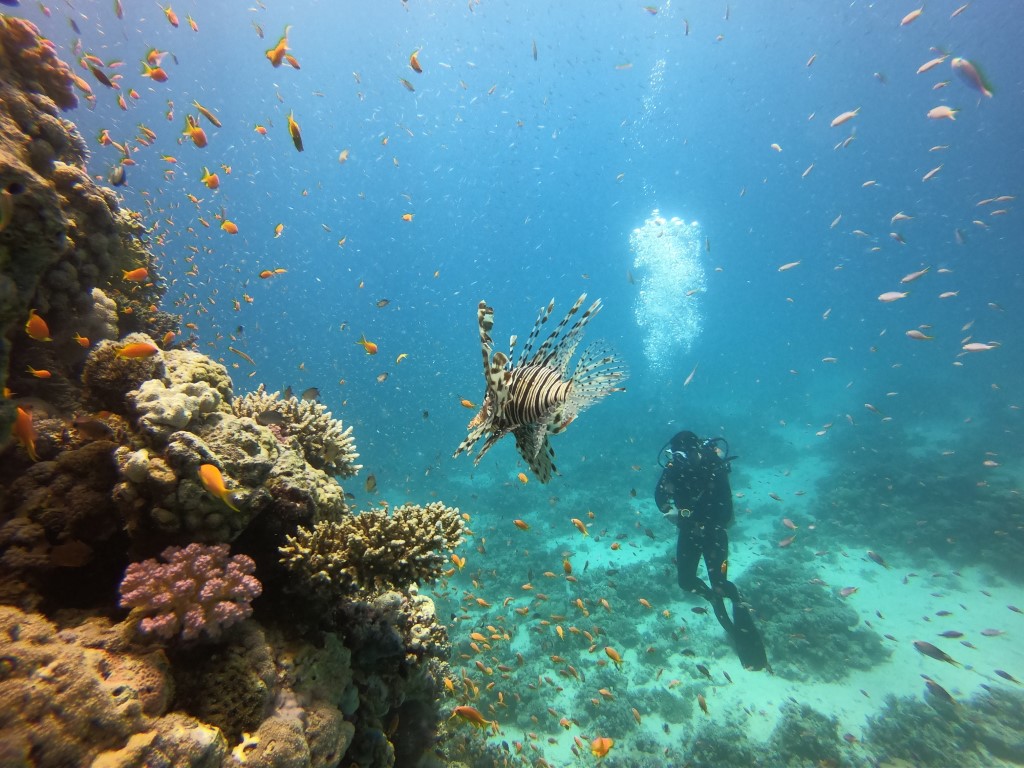 Diamond Red Sea