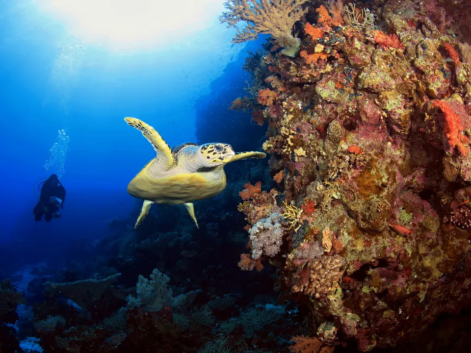 Egypt Dive