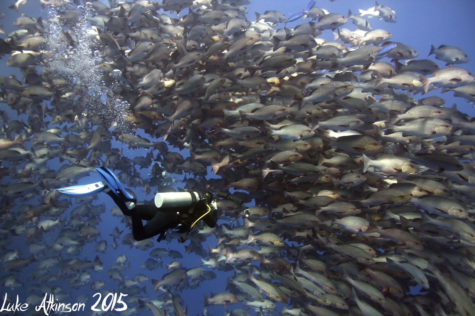 Emperor Divers