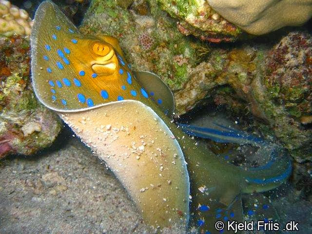 Sea Dancer Dive Center