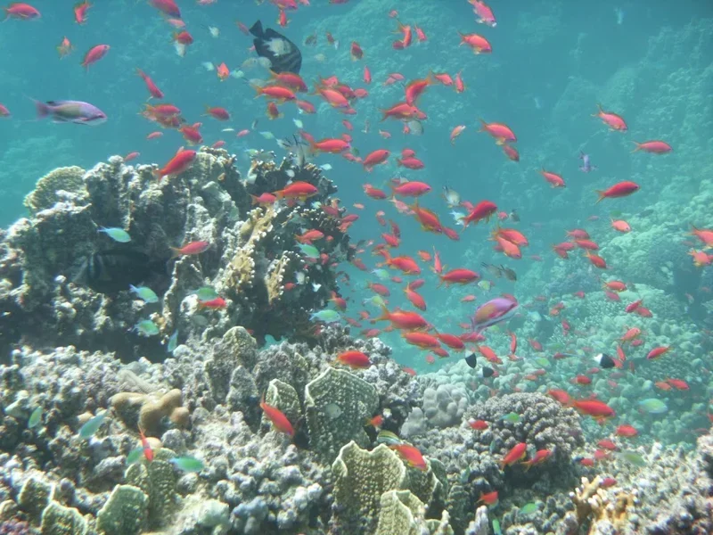 TGI Diving Gorgonia Beach