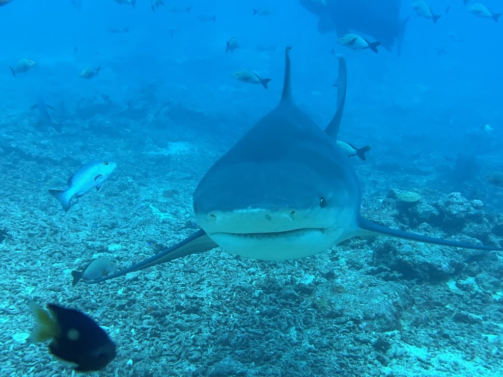 Coral Coast Divers