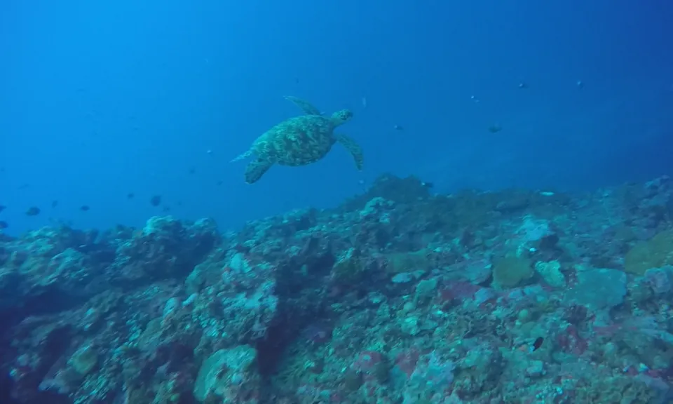 Ocean 18 Watersport & Dive Center