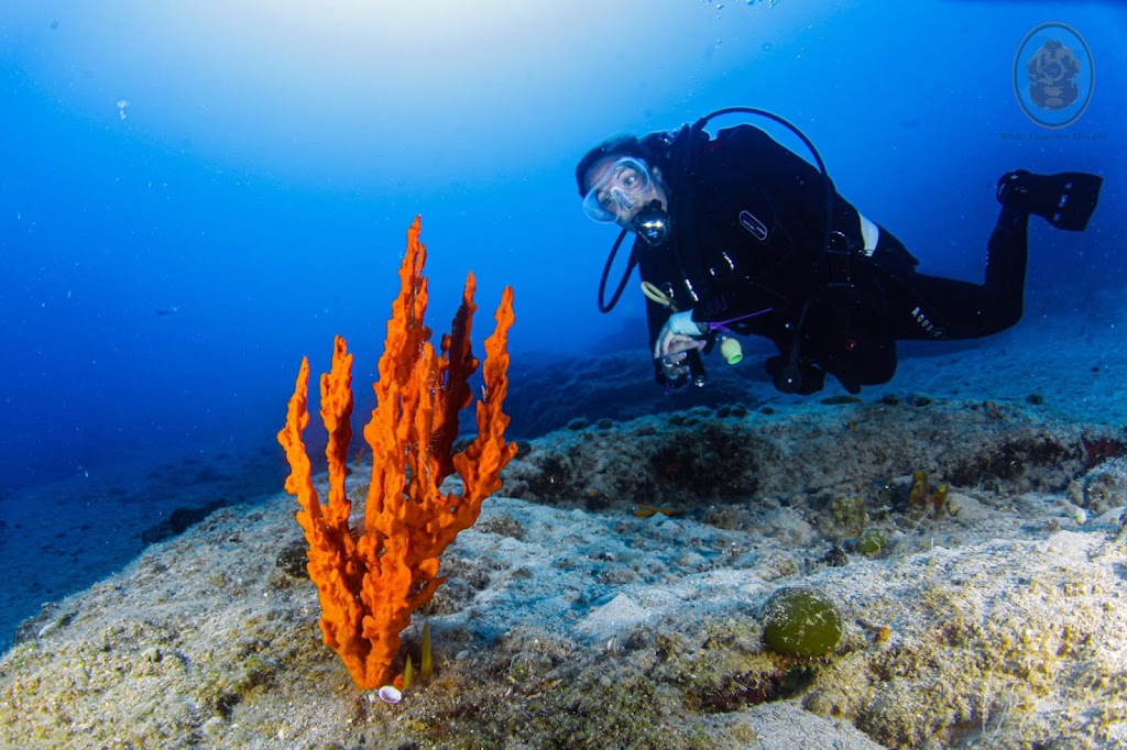 Blue Lagoon Divers