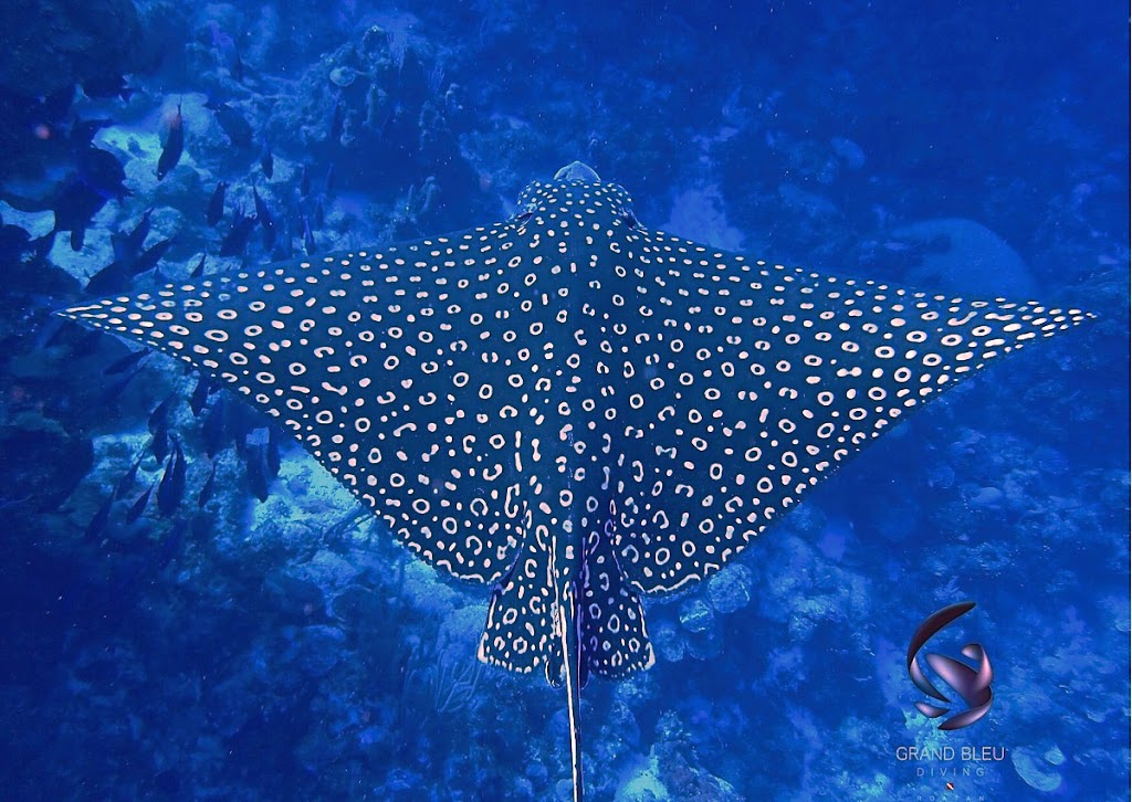 Grand Bleu Diving