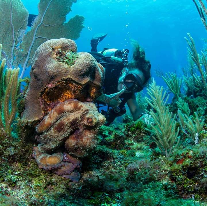 Roatan Sunny Dragons