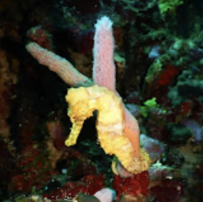 Roatan Yacht Club Dive Center