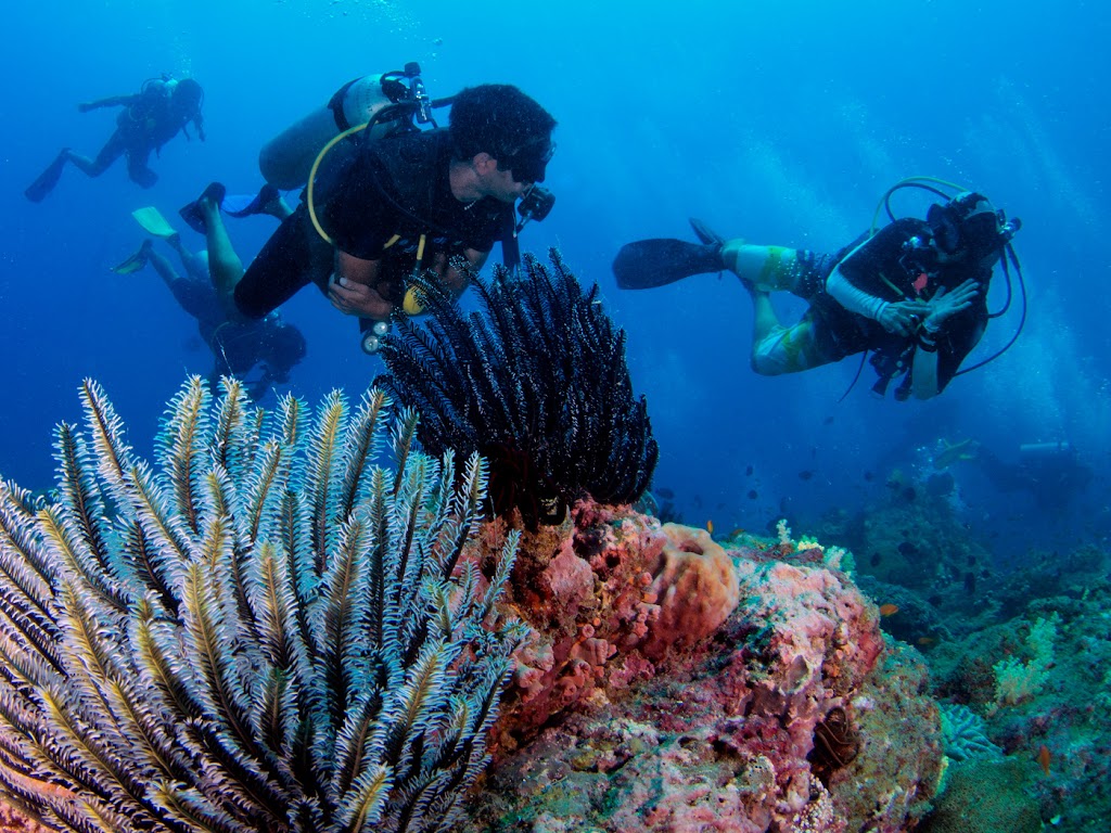 Diveindia