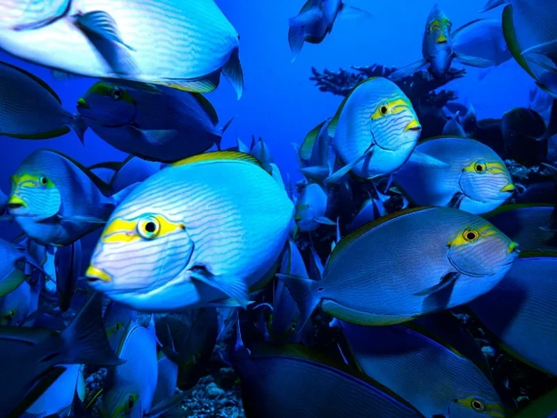 Flores Diving Centre