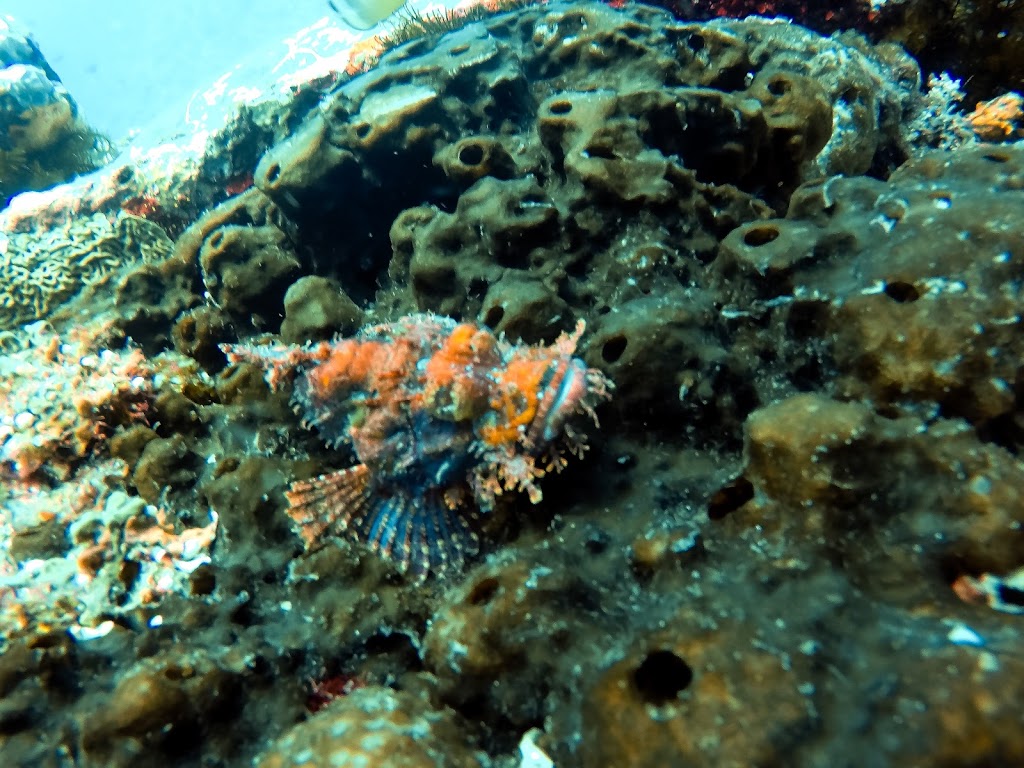 Gili Scuba Diving