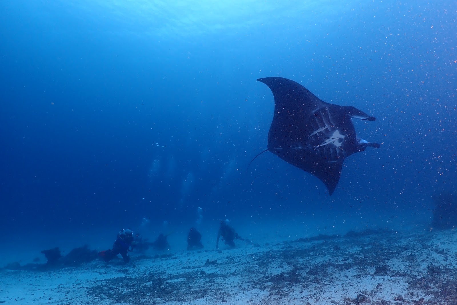 Raja Scuba Diving Trip