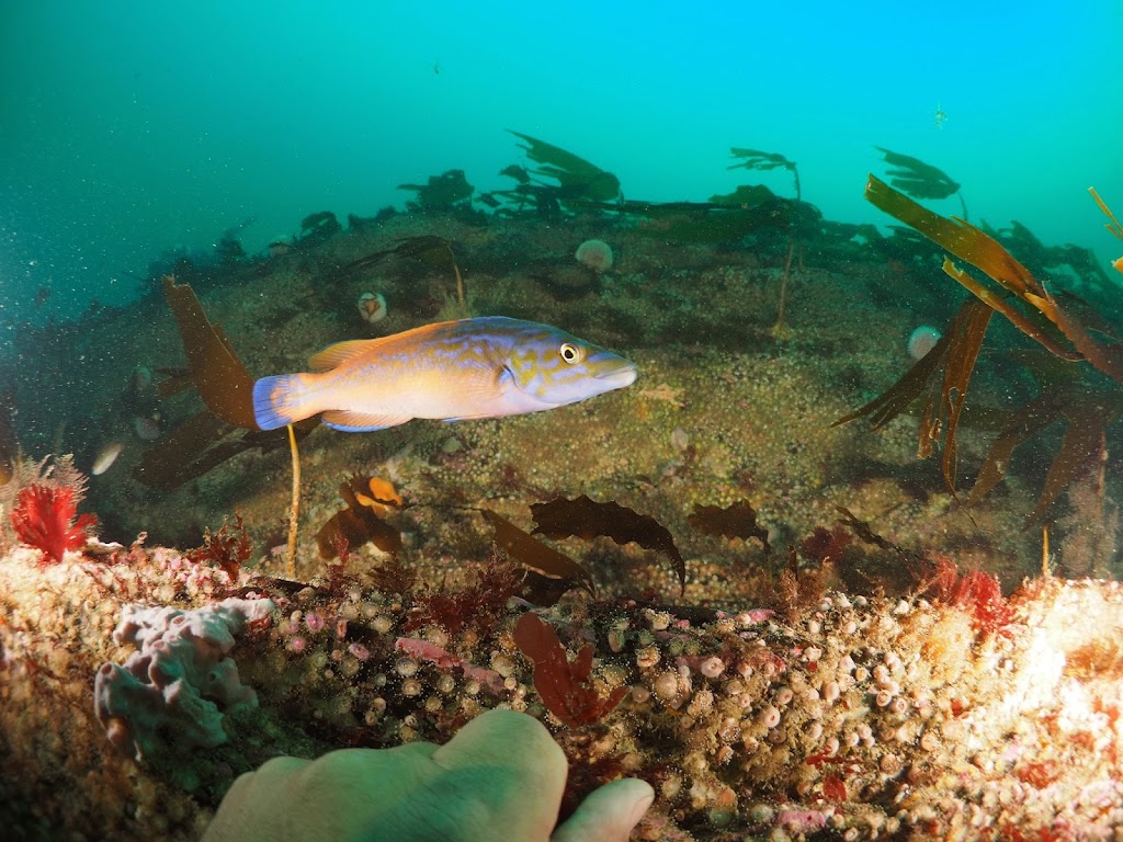 Wreckdiving