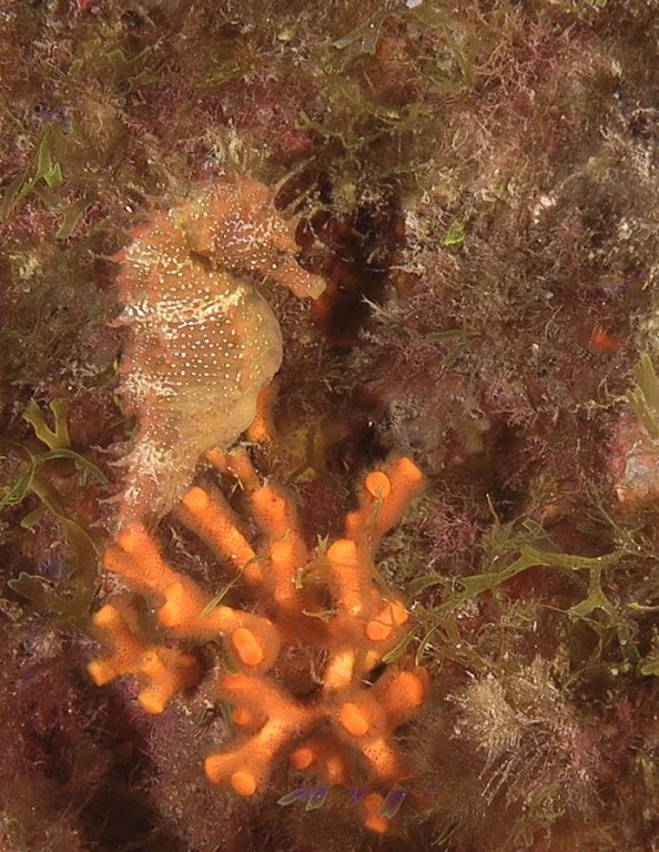 Abyss Diving Center Reggio Calabria