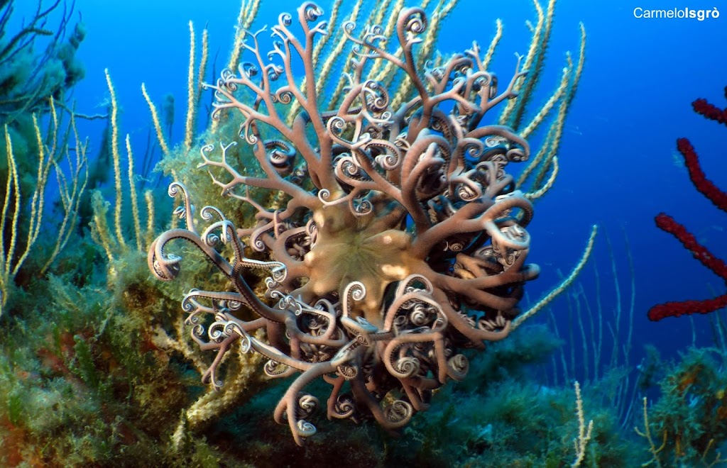 Capo Milazzo Diving Center