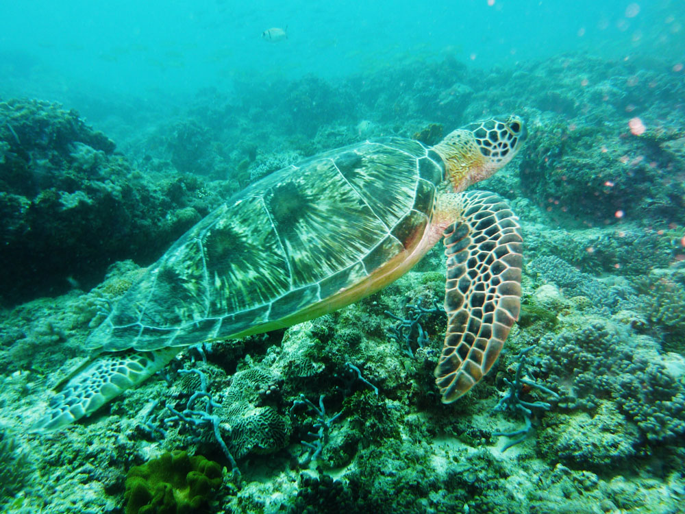 Endless Scuba Diving