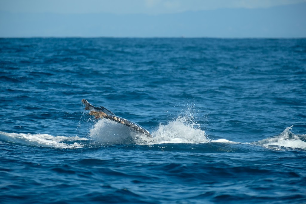 Bora Dive & Research