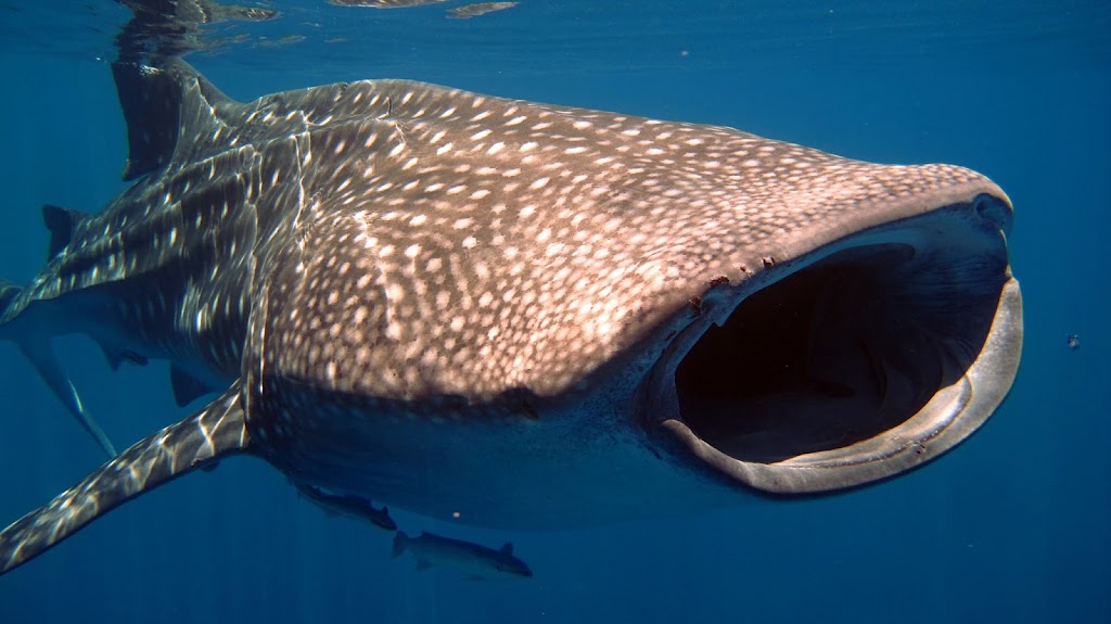 Madablu Diving Center In Madagascar