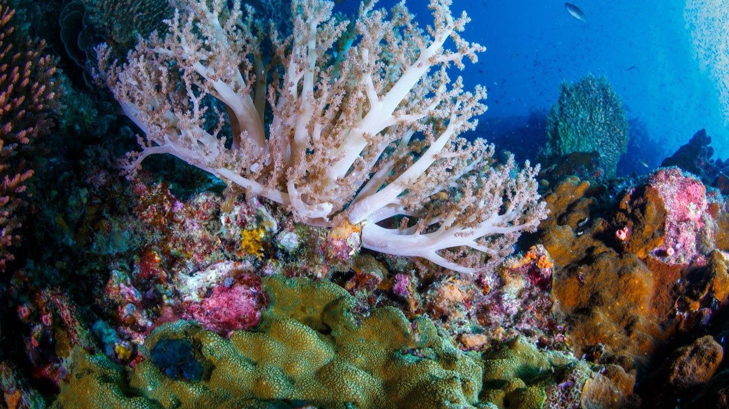 Tioman Dive Centre