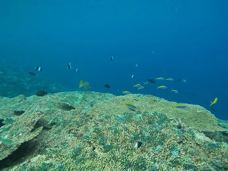 Bluetribe Constance Moofushi Resort