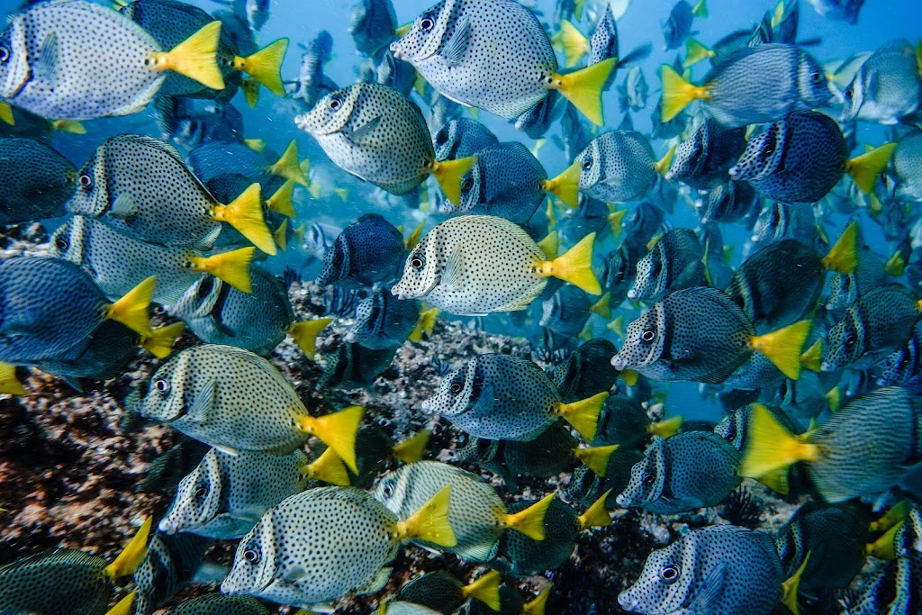 Acapulco Scuba Center