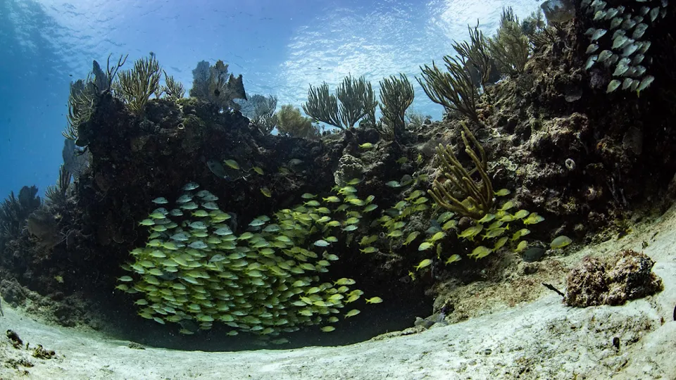 Deep Dive Mexico