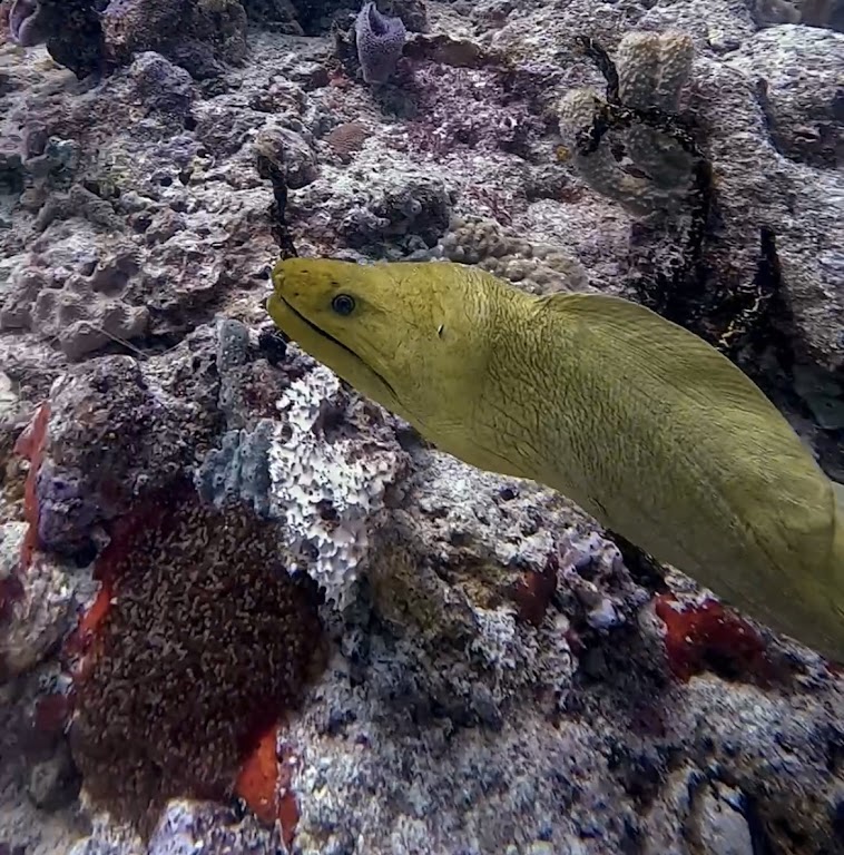 Immersive Cozumel Dive Center