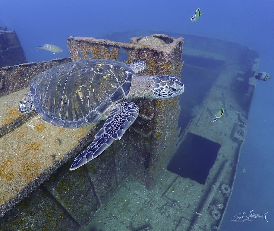 La Paz Divers
