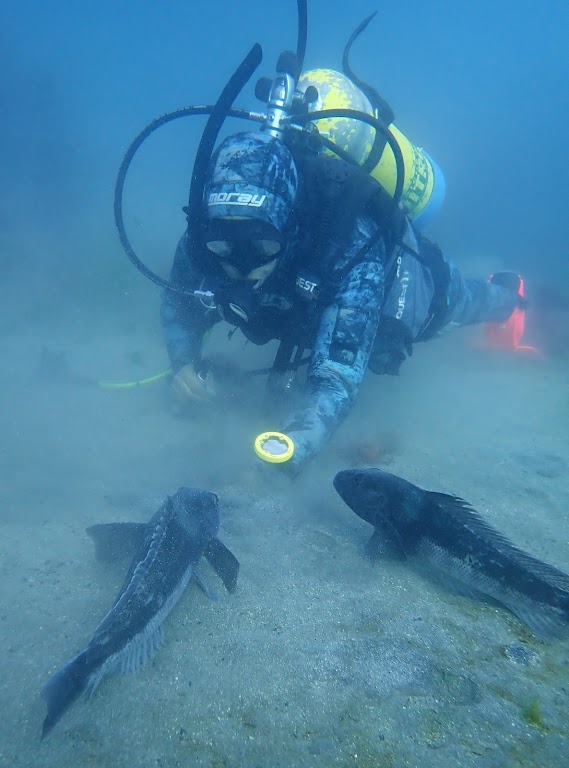 Dive Hq Wellington