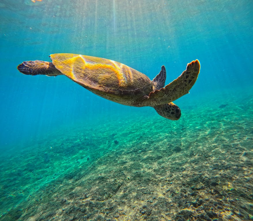 Mobula Diving And Snorkeling Center