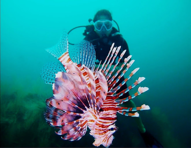 Ras Musandam Diver ( Padi 5* Dive Center)