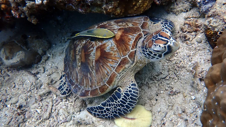 Turtle Divers