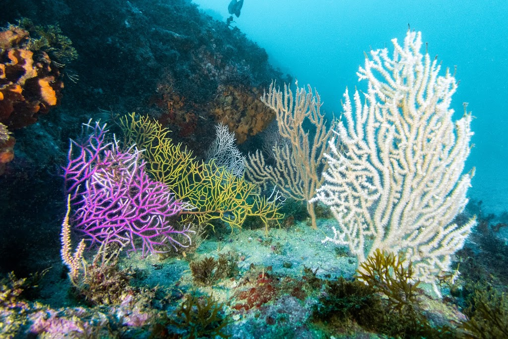 Lagos Divers Algarve