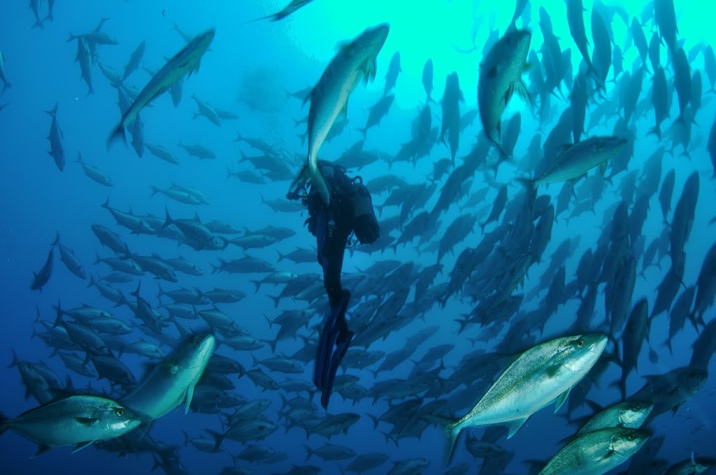 Porto Santo Sub, Lda