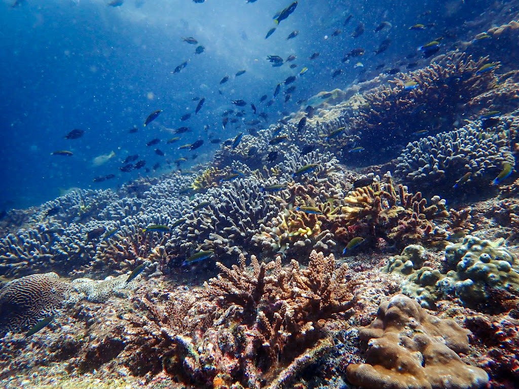 Bay La Sun Diving Center