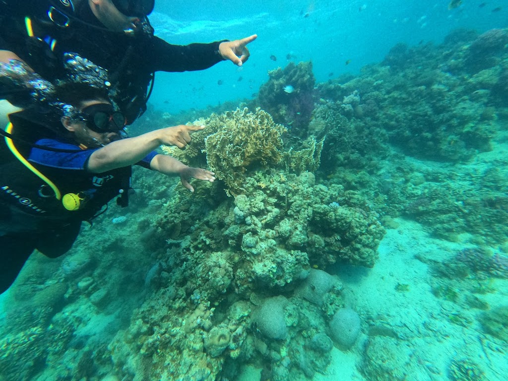 Descent Dive Club