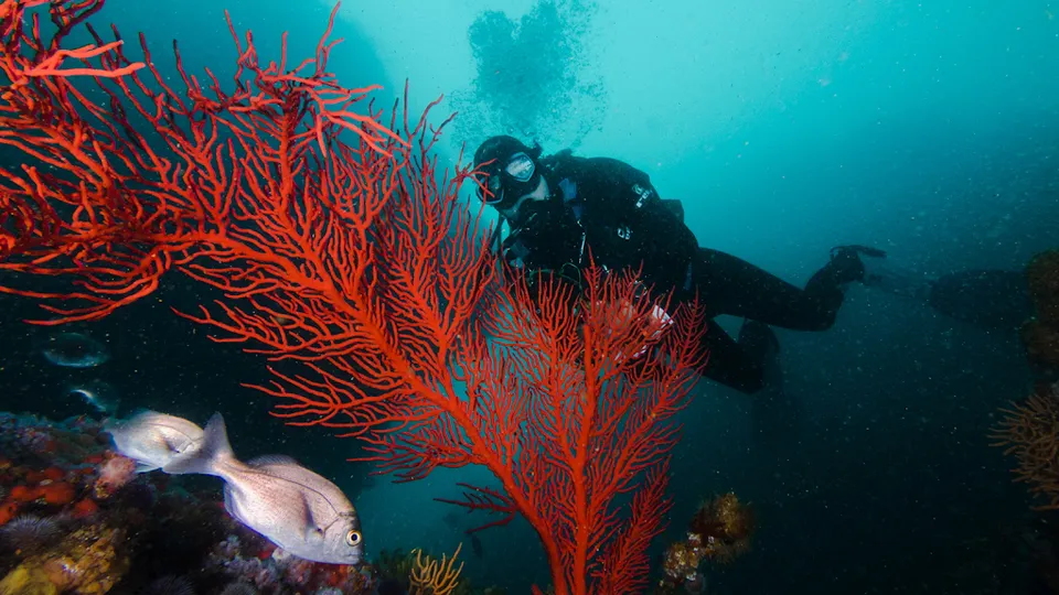 Just Africa Scuba Center & Watersports Shop