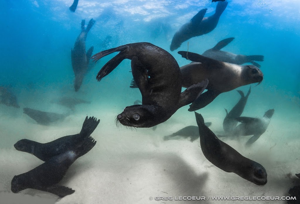 Prodive Scuba Diving Centre Plettenberg Bay