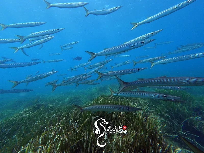 Centro de Buceo Mojacar