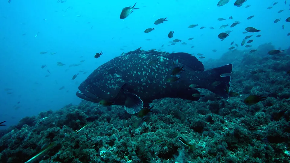 Scuba Elx