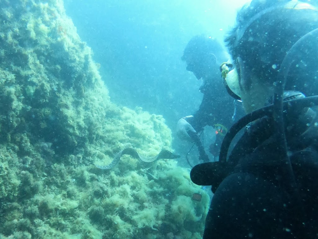 Divers Centre D'Immersions
