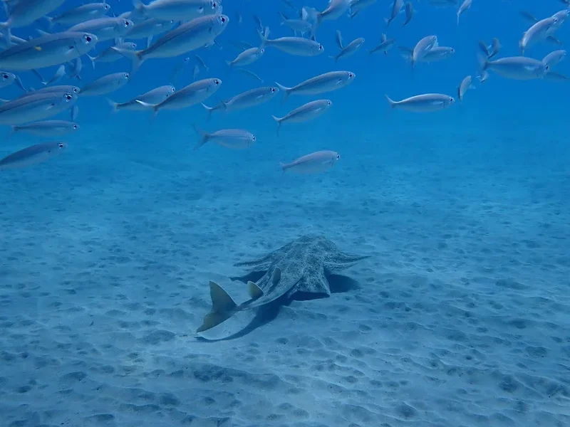 Fuerteventura Buceo
