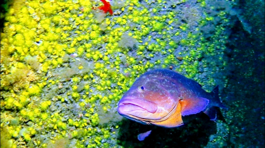 Odyssey Dive Center