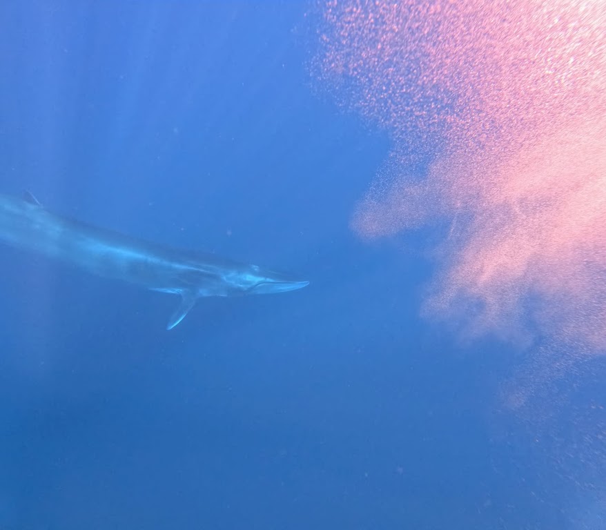 Mirissa Blue Whales And Turtle Snorkeling
