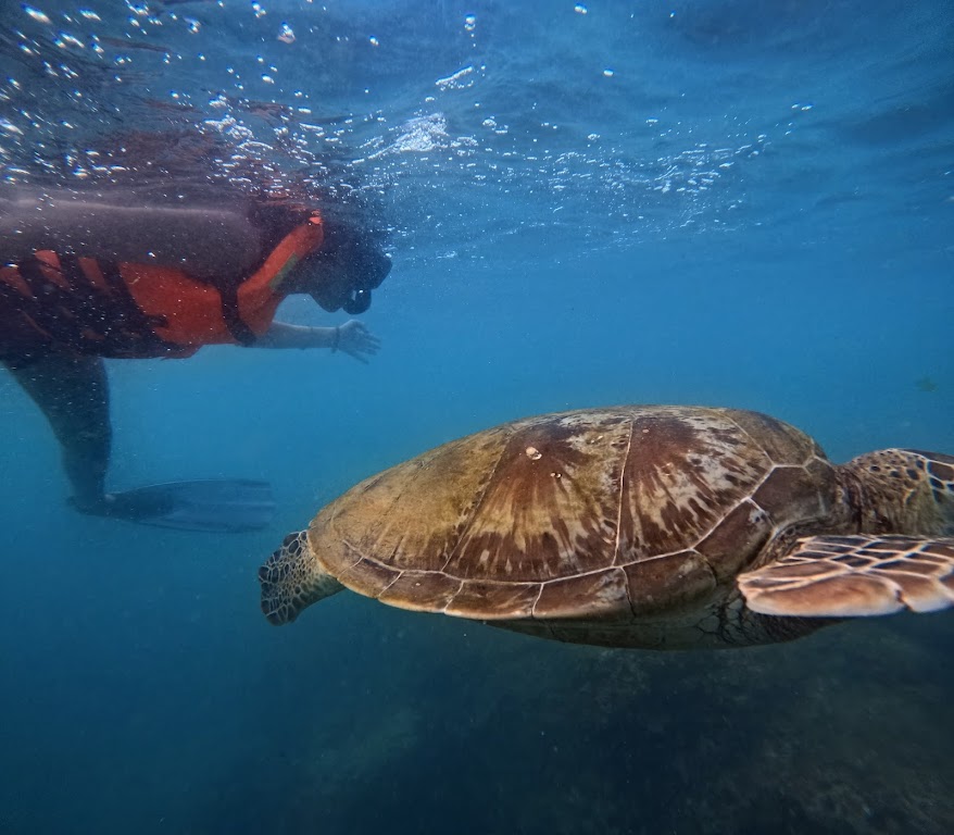 Mirissa Snorkeling Turtles