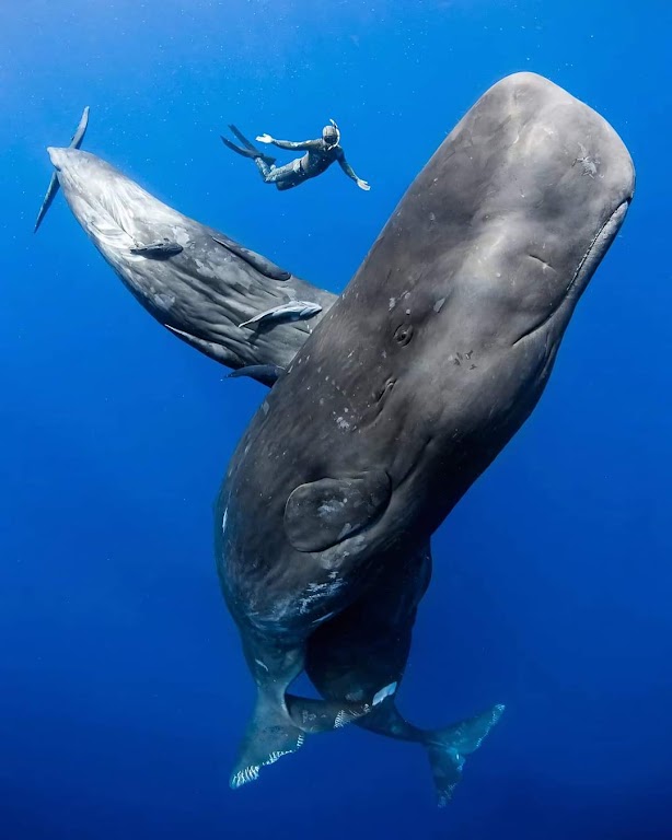 Mirissa Whales Snorkeling Center _ Snorkeling With Blue Whales