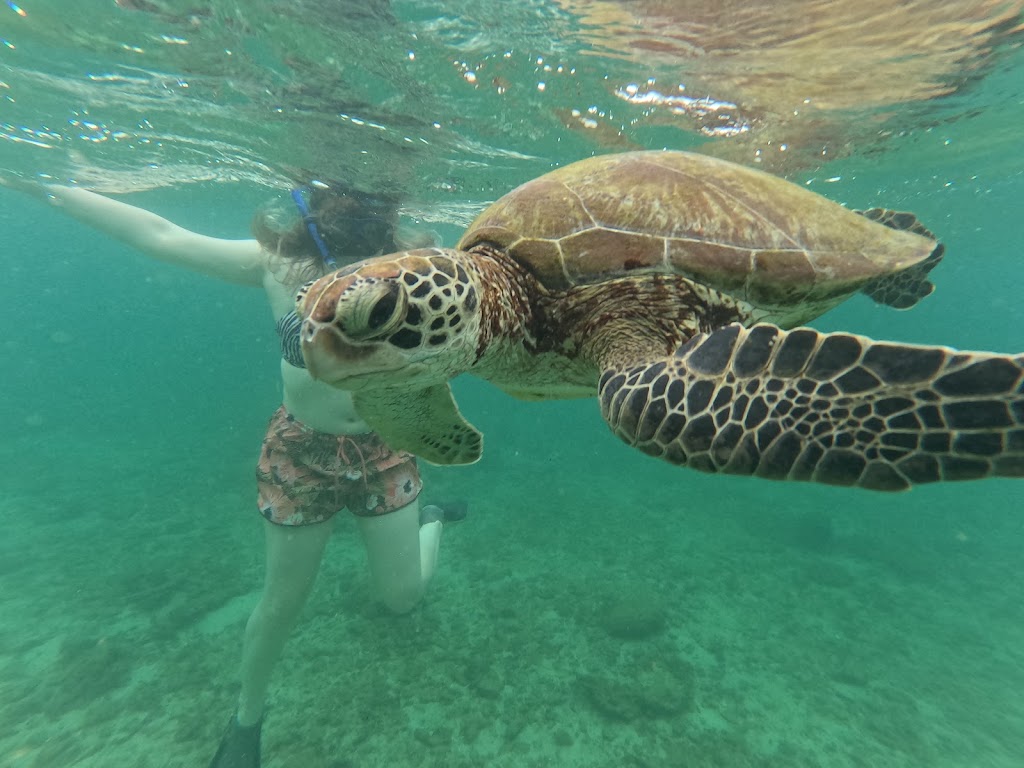 Turtle Snorkeling With Mirissa
